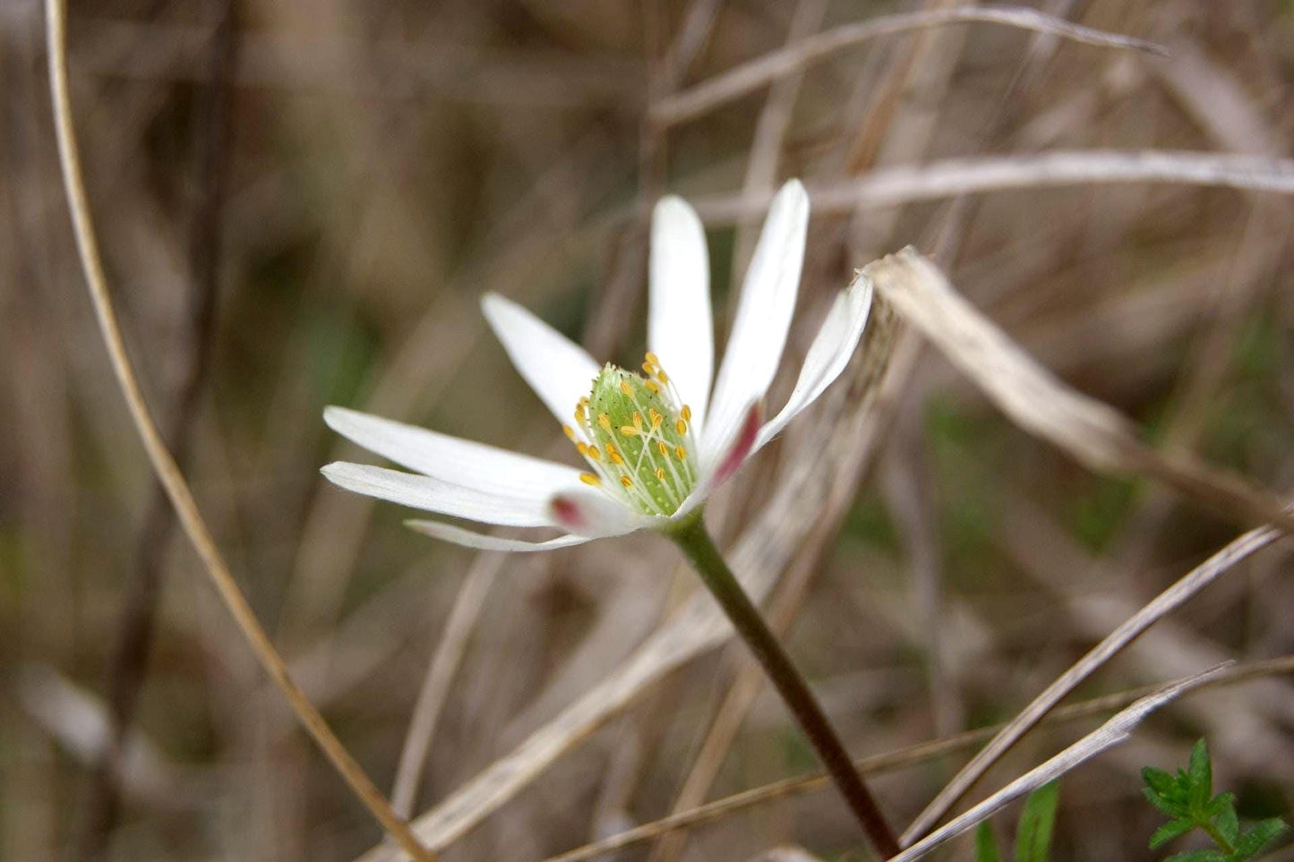 Tenpetal Anemone Native Seeds (Anemone berlandieri) Windflower