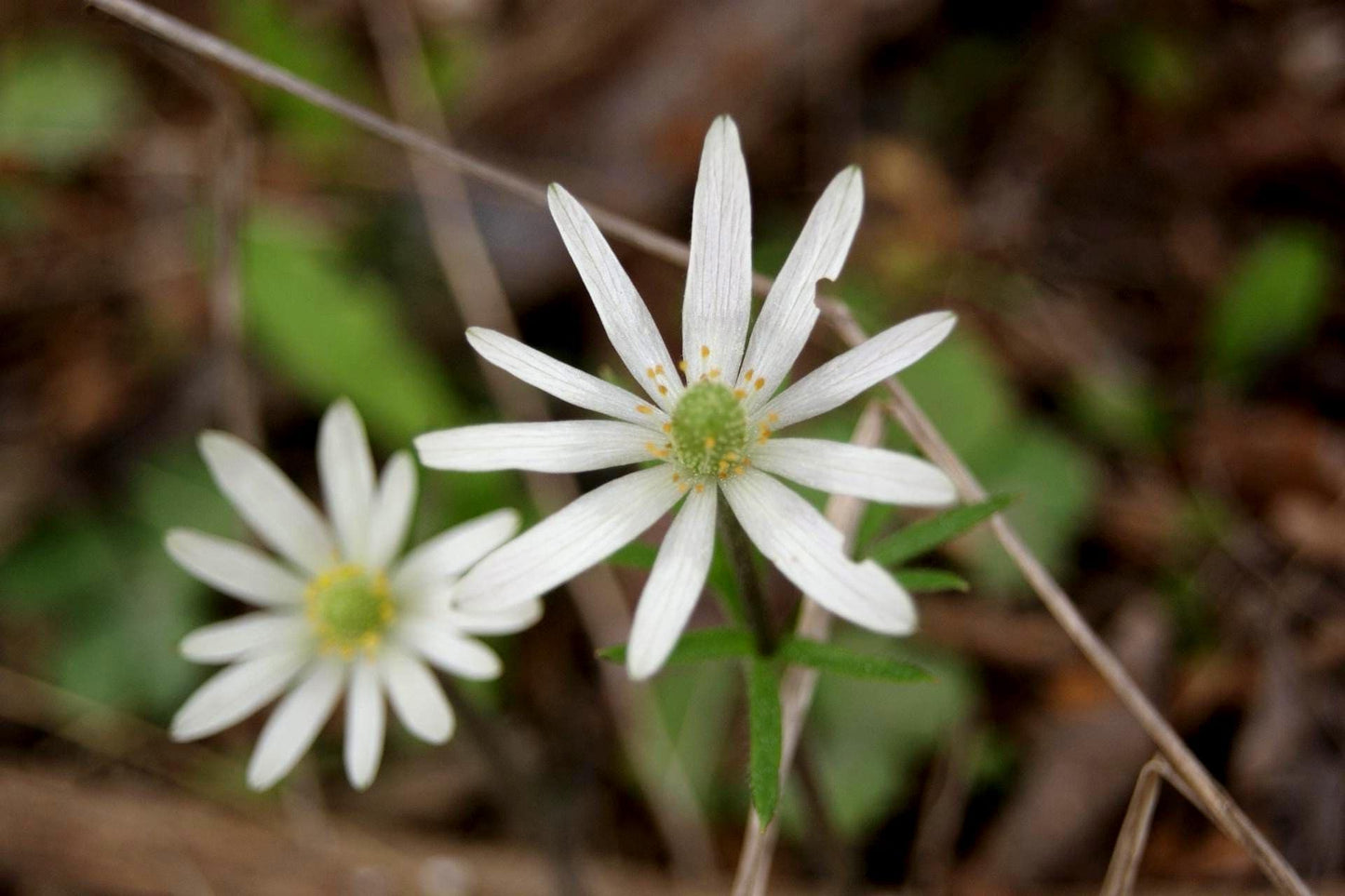 Tenpetal Anemone Native Seeds (Anemone berlandieri) Windflower