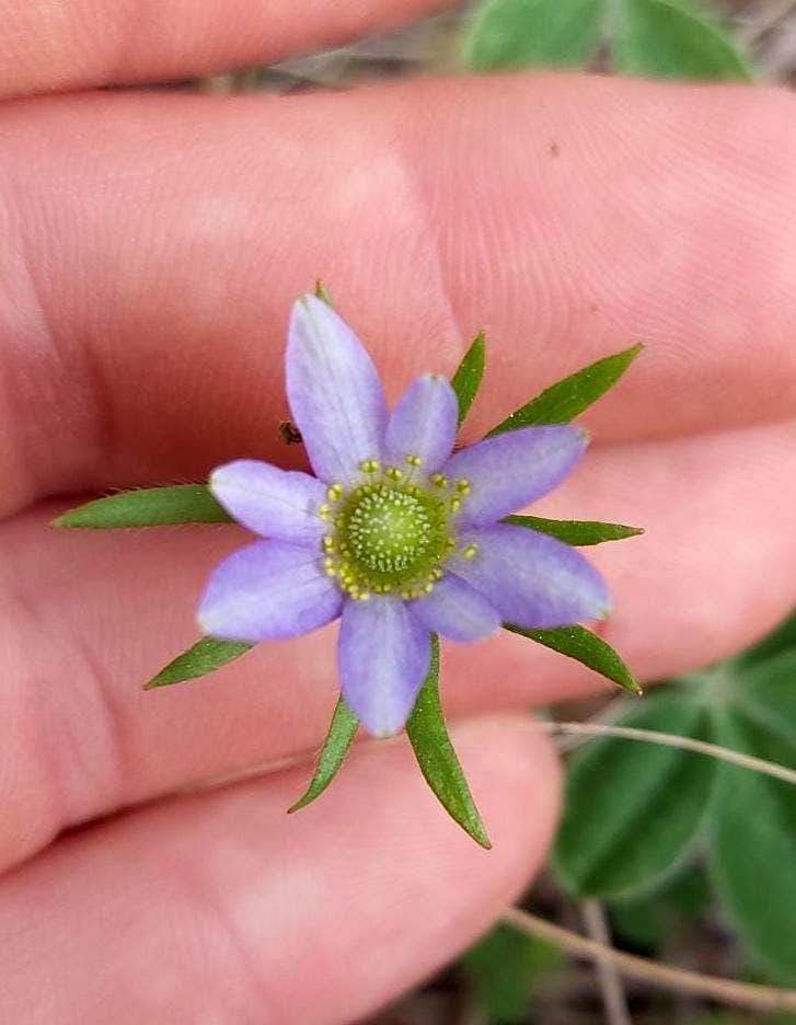 Tenpetal Anemone Native Seeds (Anemone berlandieri) Windflower