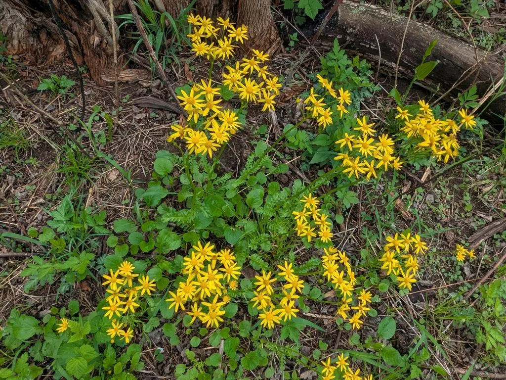 Golden Groundsel Native Seeds (Packera obovata)