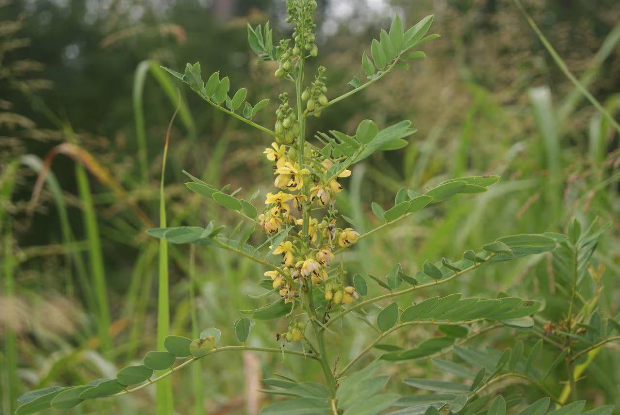 Maryland Senna Live Plants (Senna marilandica)