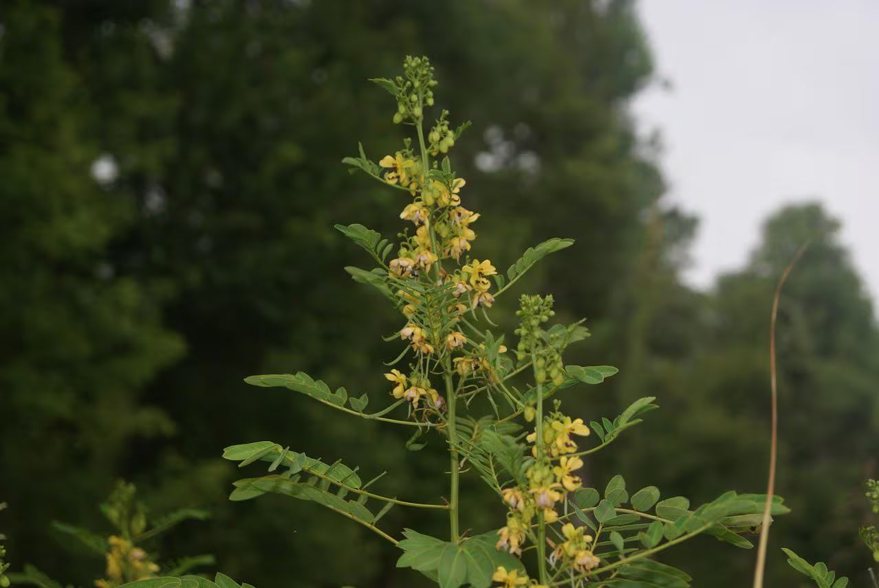 Maryland Senna Live Plants (Senna marilandica)