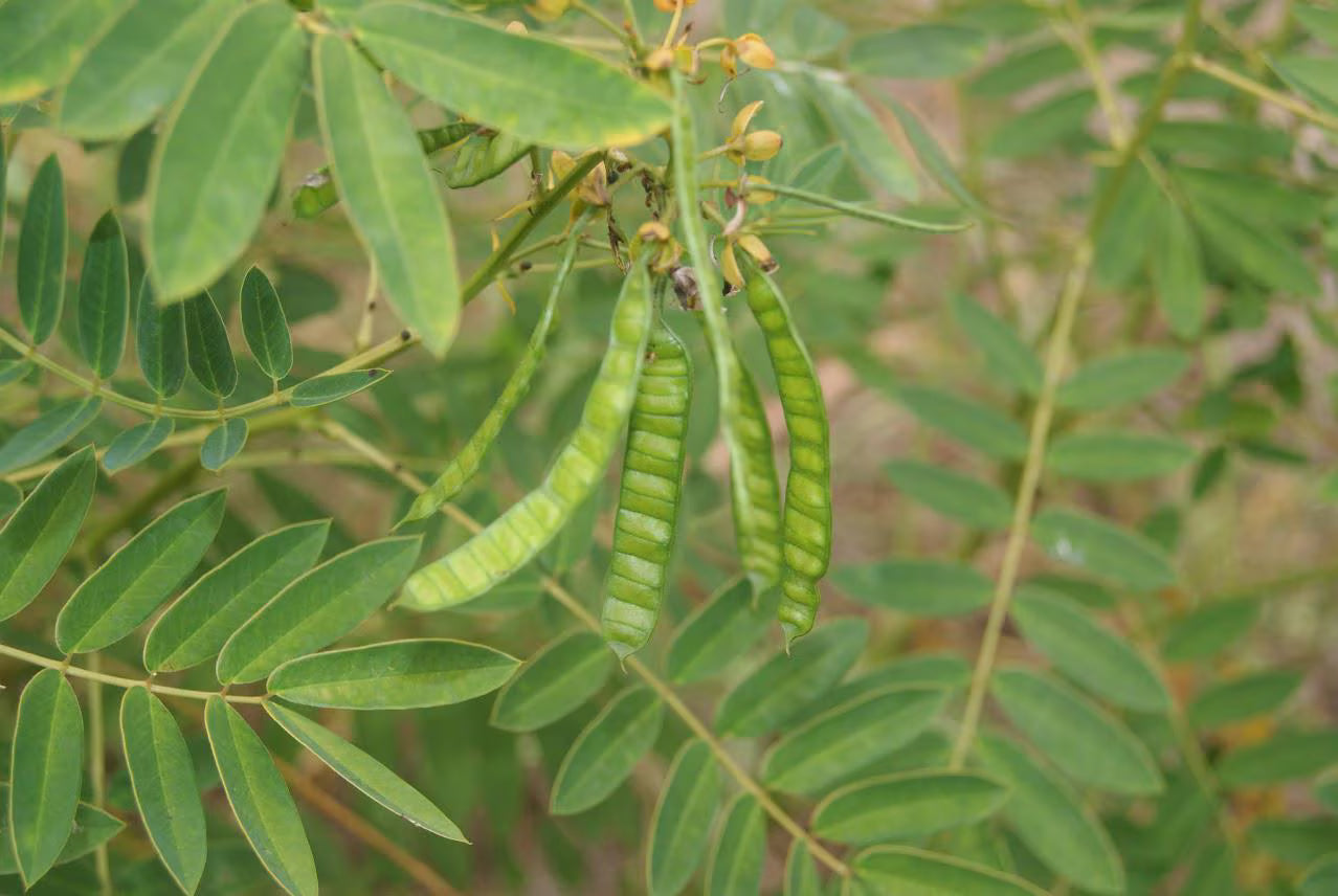 Maryland Senna Live Plants (Senna marilandica)