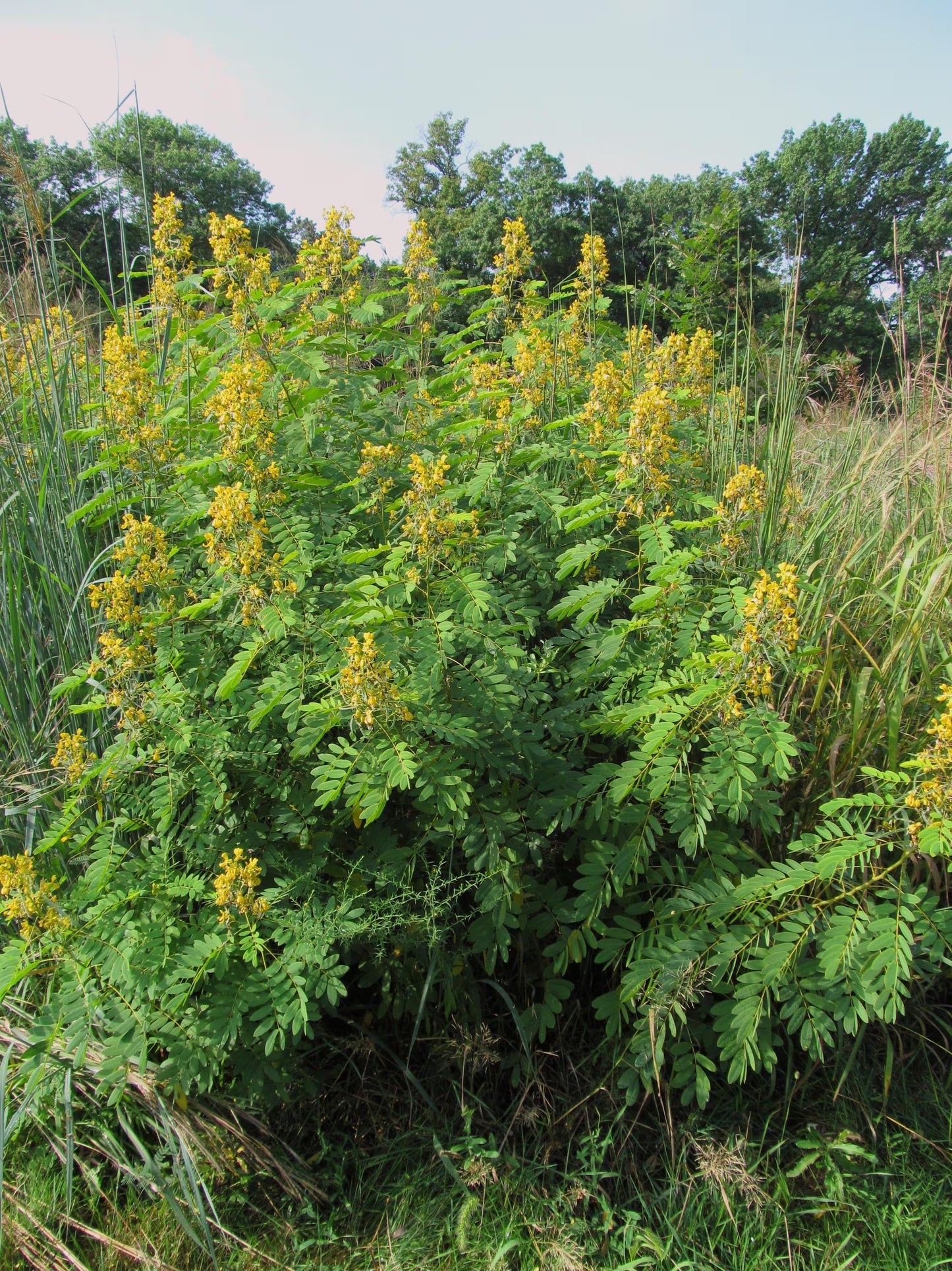 Maryland Senna Live Plants (Senna marilandica)