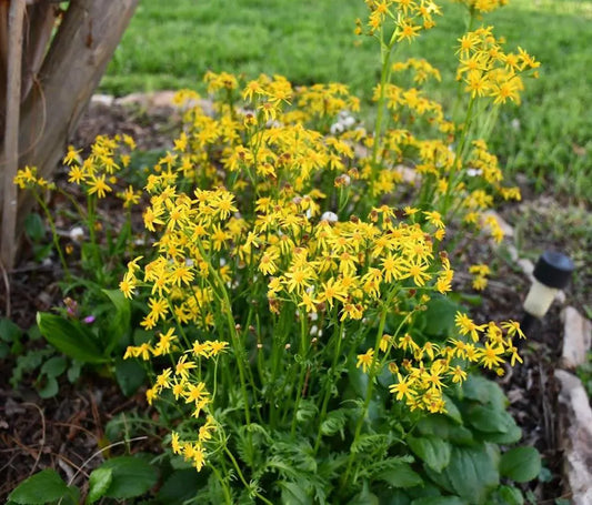 Golden Groundsel Native Seeds (Packera obovata)