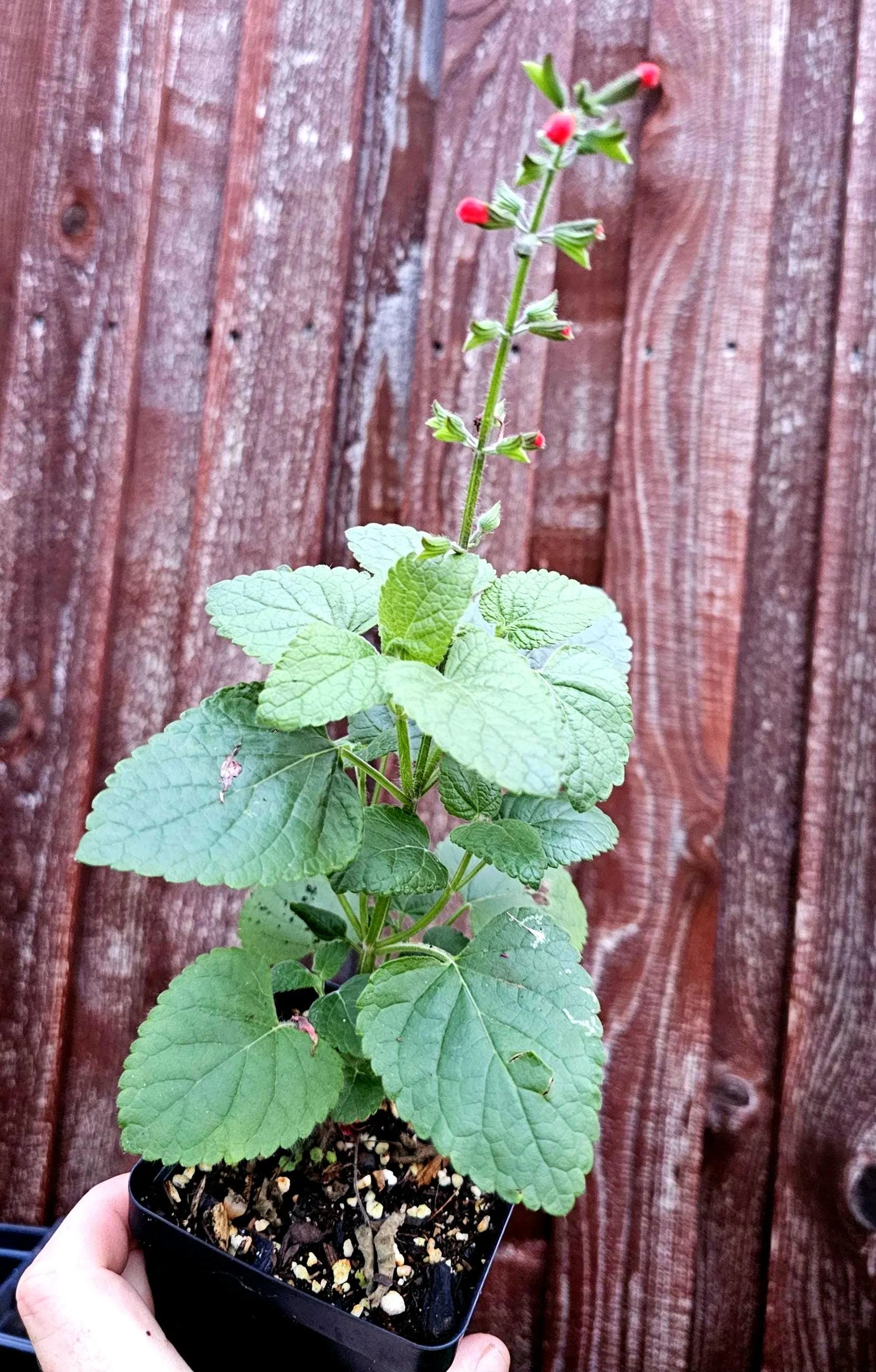 Small potted  Scarlet Sage Salvia coccinea plant with green leaves and red flowers held against a wooden fence background