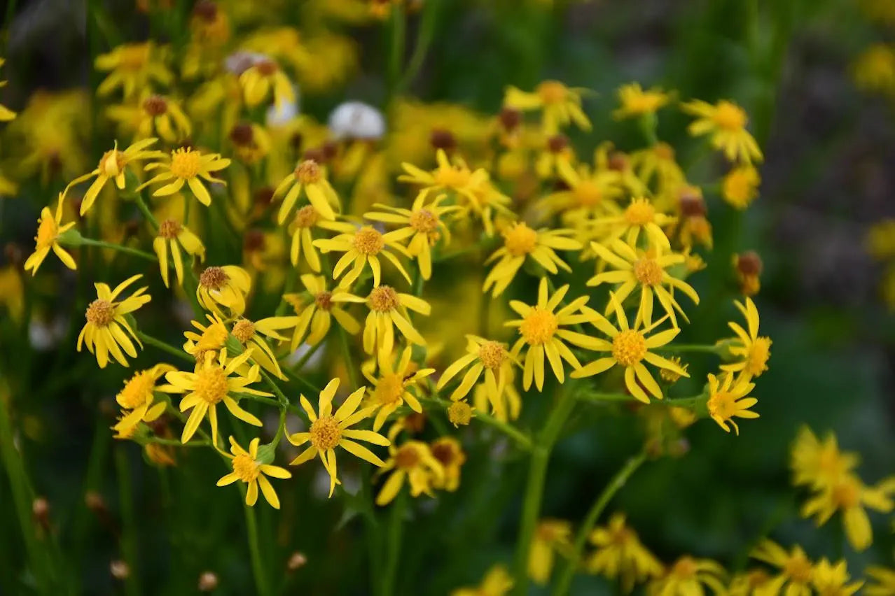 Golden Groundsel Native Seeds (Packera obovata)