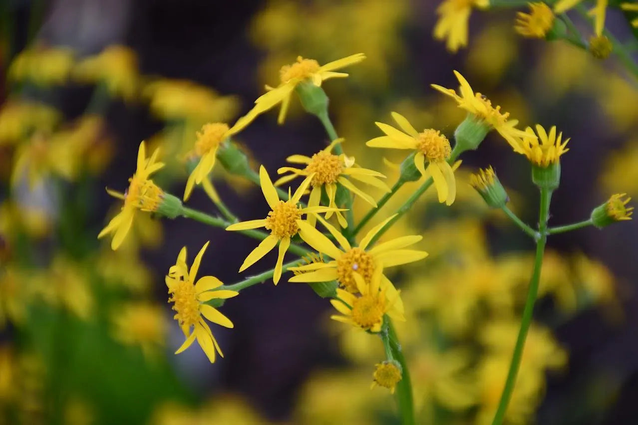 Golden Groundsel Native Seeds (Packera obovata)
