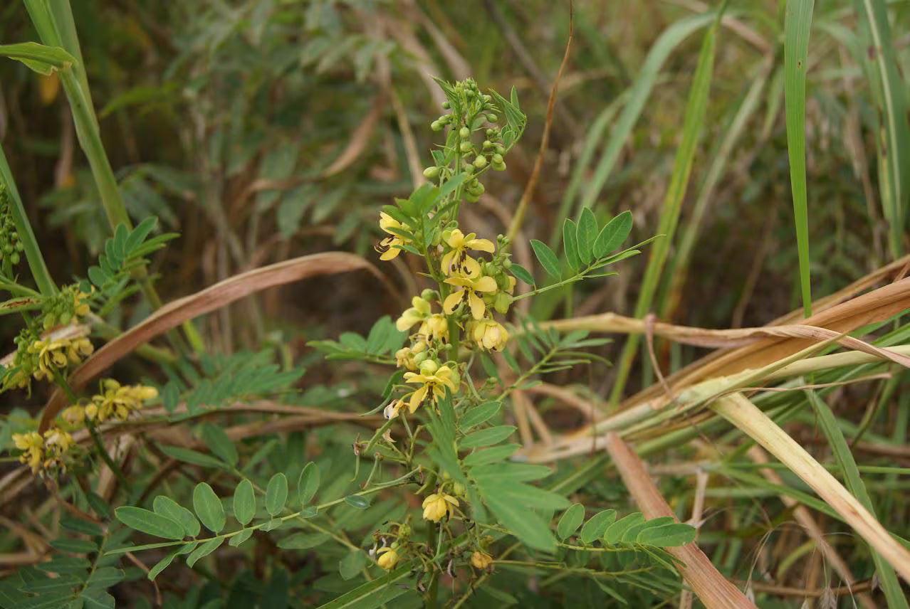 Maryland Senna Live Plants (Senna marilandica)