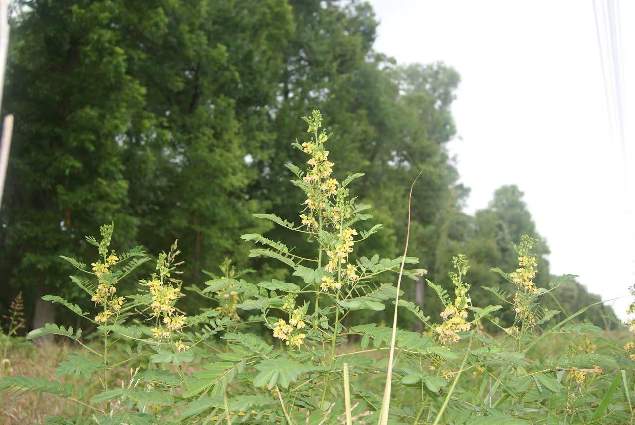 Maryland Senna Live Plants (Senna marilandica)