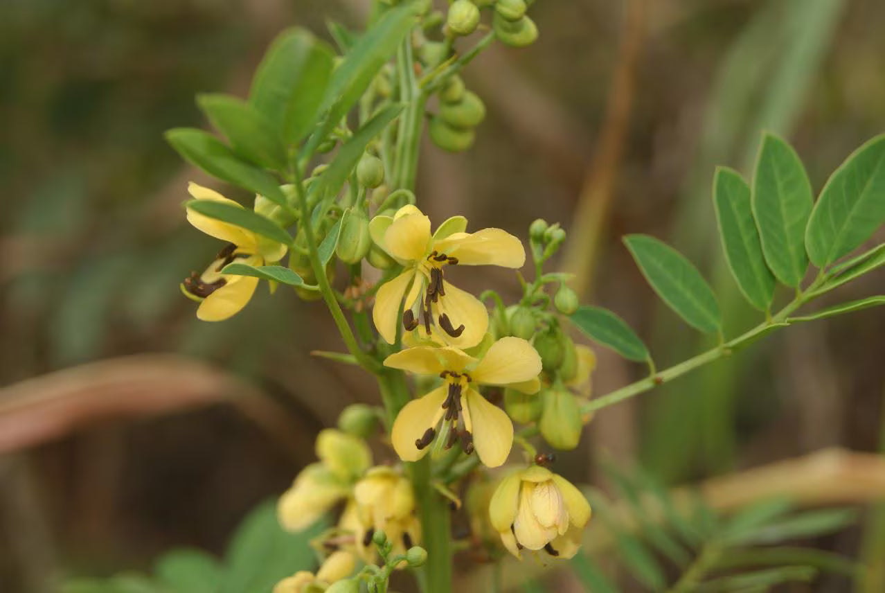 Maryland Senna Live Plants (Senna marilandica)