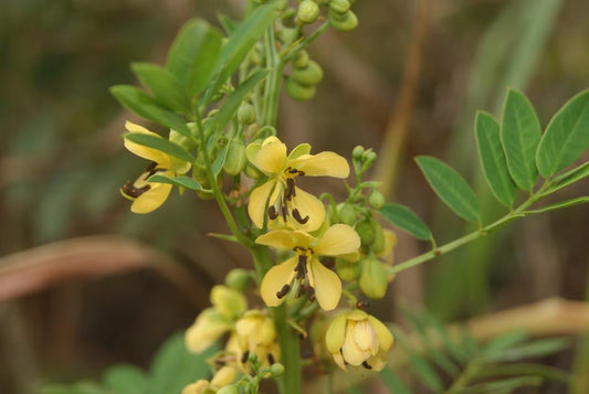 Maryland Senna Live Plants (Senna marilandica)