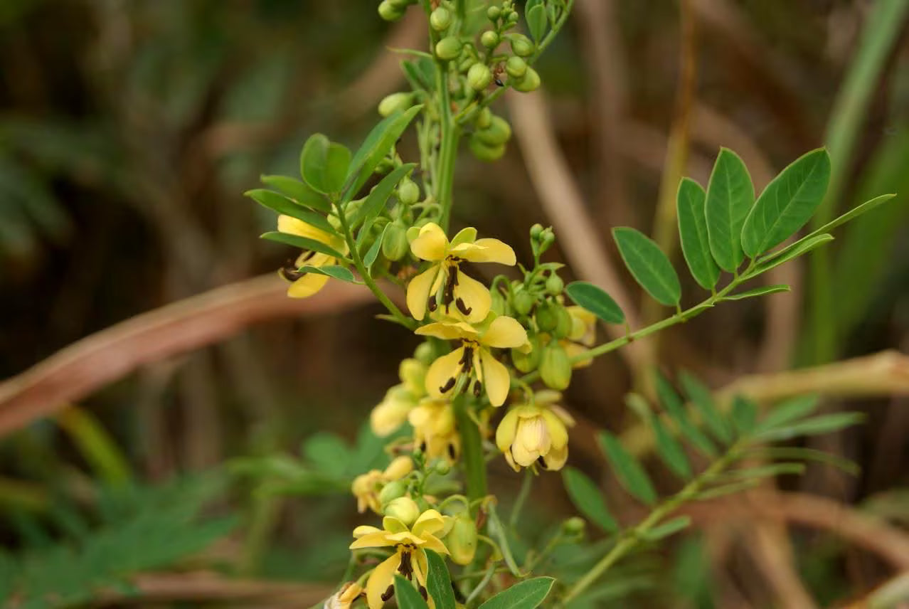 Maryland Senna Live Plants (Senna marilandica)