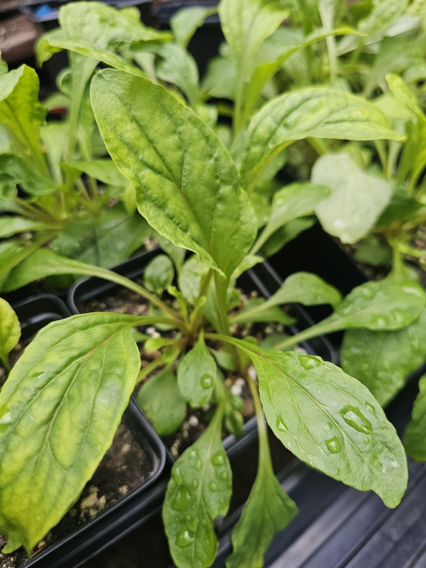 Brazos Penstemon Live Plants (Penstemon tenuis)
