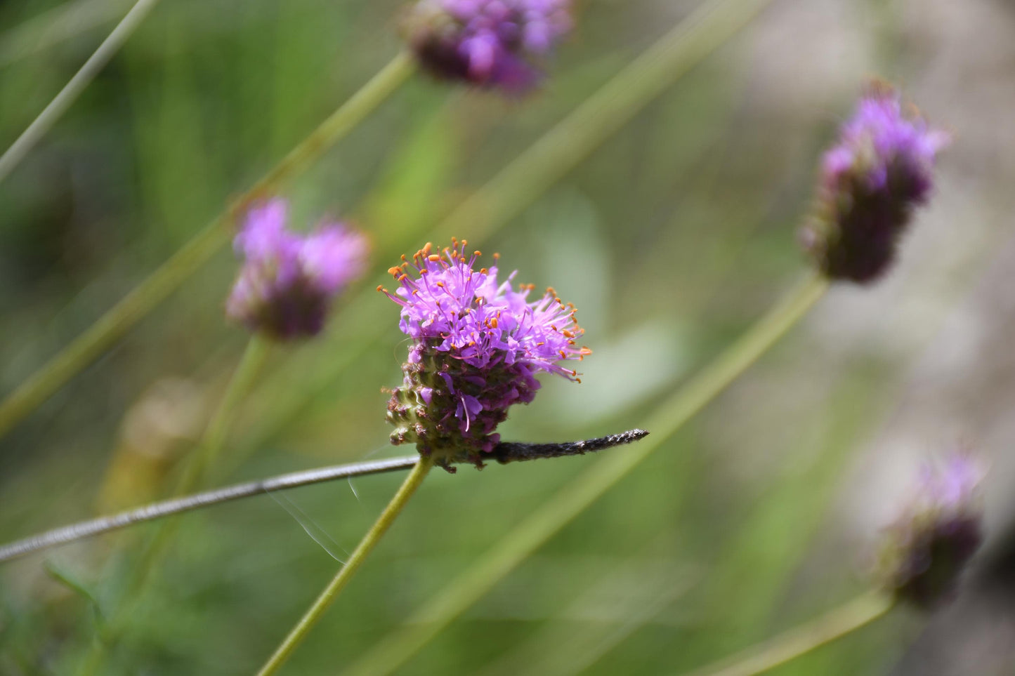 Compact Prairie Clover Seeds (Dalea compacta)