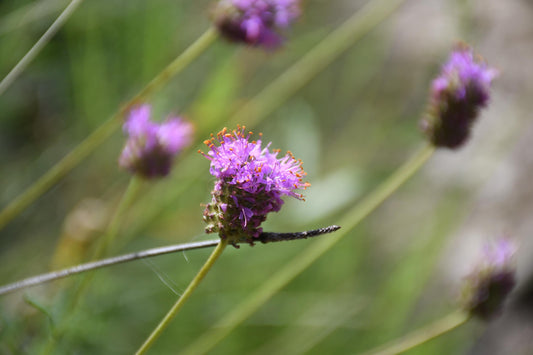 Compact Prairie Clover Seeds (Dalea compacta)