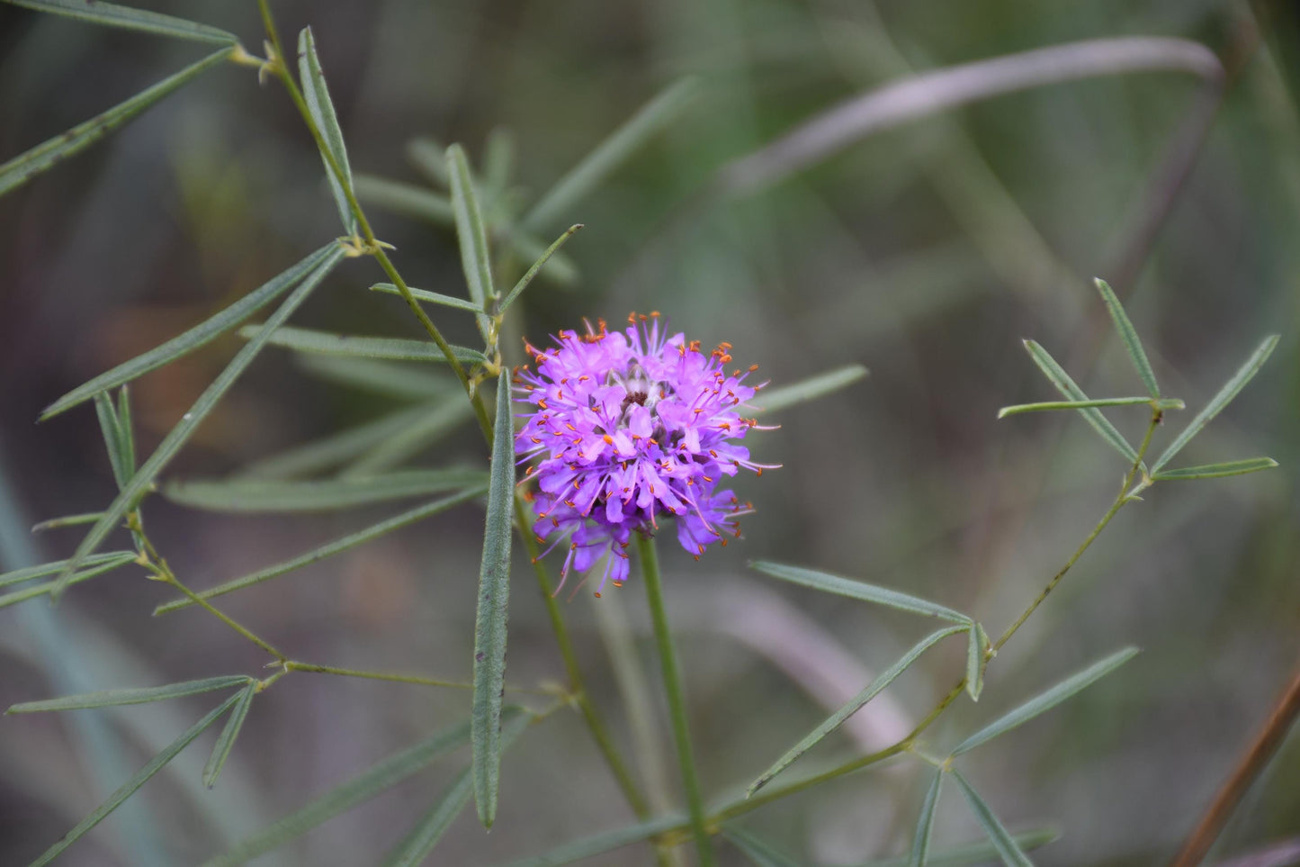 Compact Prairie Clover Seeds (Dalea compacta)