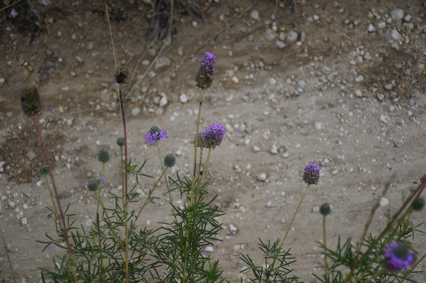 Compact Prairie Clover Seeds (Dalea compacta)