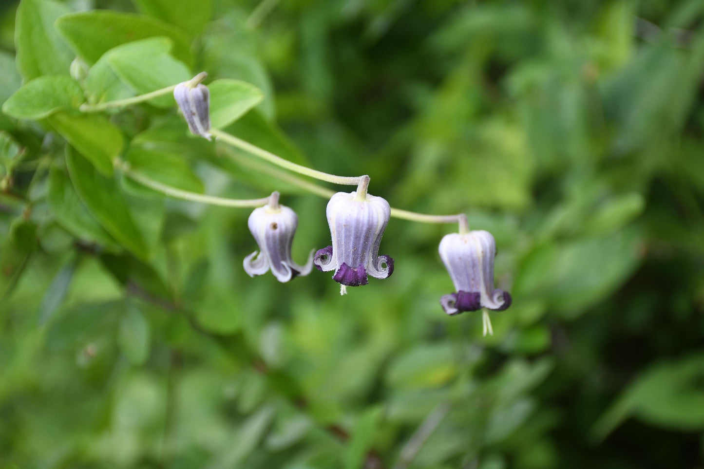 Purple Leatherflower Rare Seeds (Clematis pitcheri)