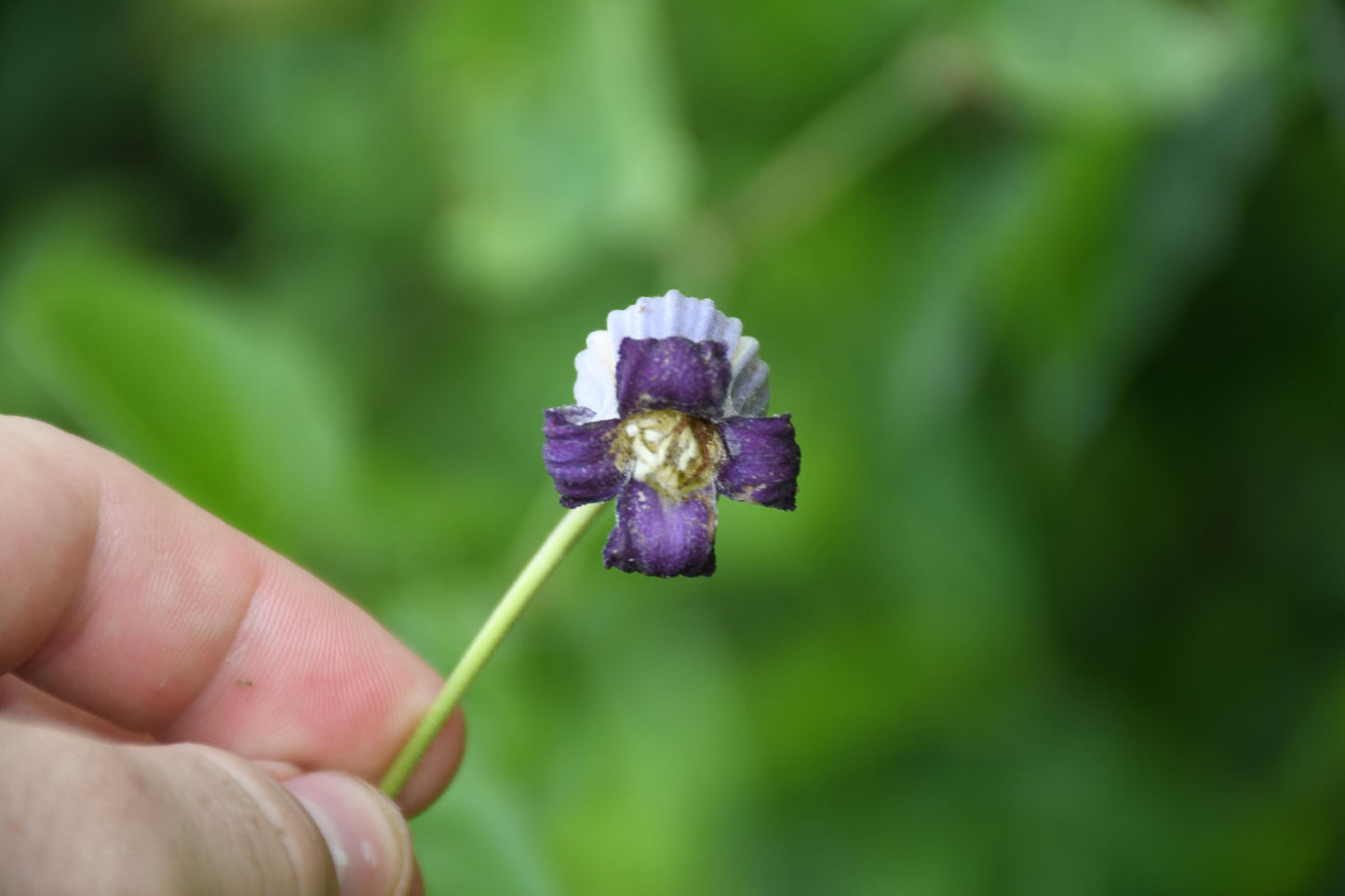 Purple Leatherflower Rare Seeds (Clematis pitcheri)