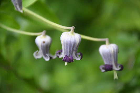 Purple Leatherflower Rare Seeds (Clematis pitcheri)