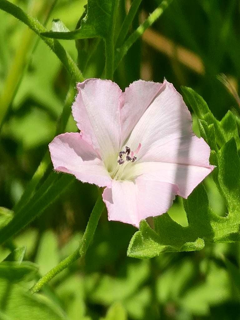 Texas Bindweed Native Morning Glory Seeds (Convolvulus equitans)