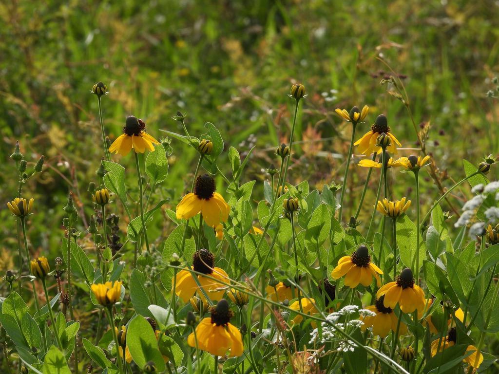 Clasping Coneflower Native Seeds (Dracopis amplexicaulis)