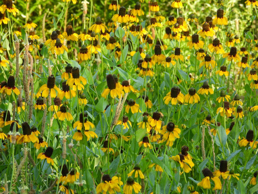 A field of yellow Clasping coneflower (Dracopis amplexicaulis) with dark brown centers and green stems and leaves.