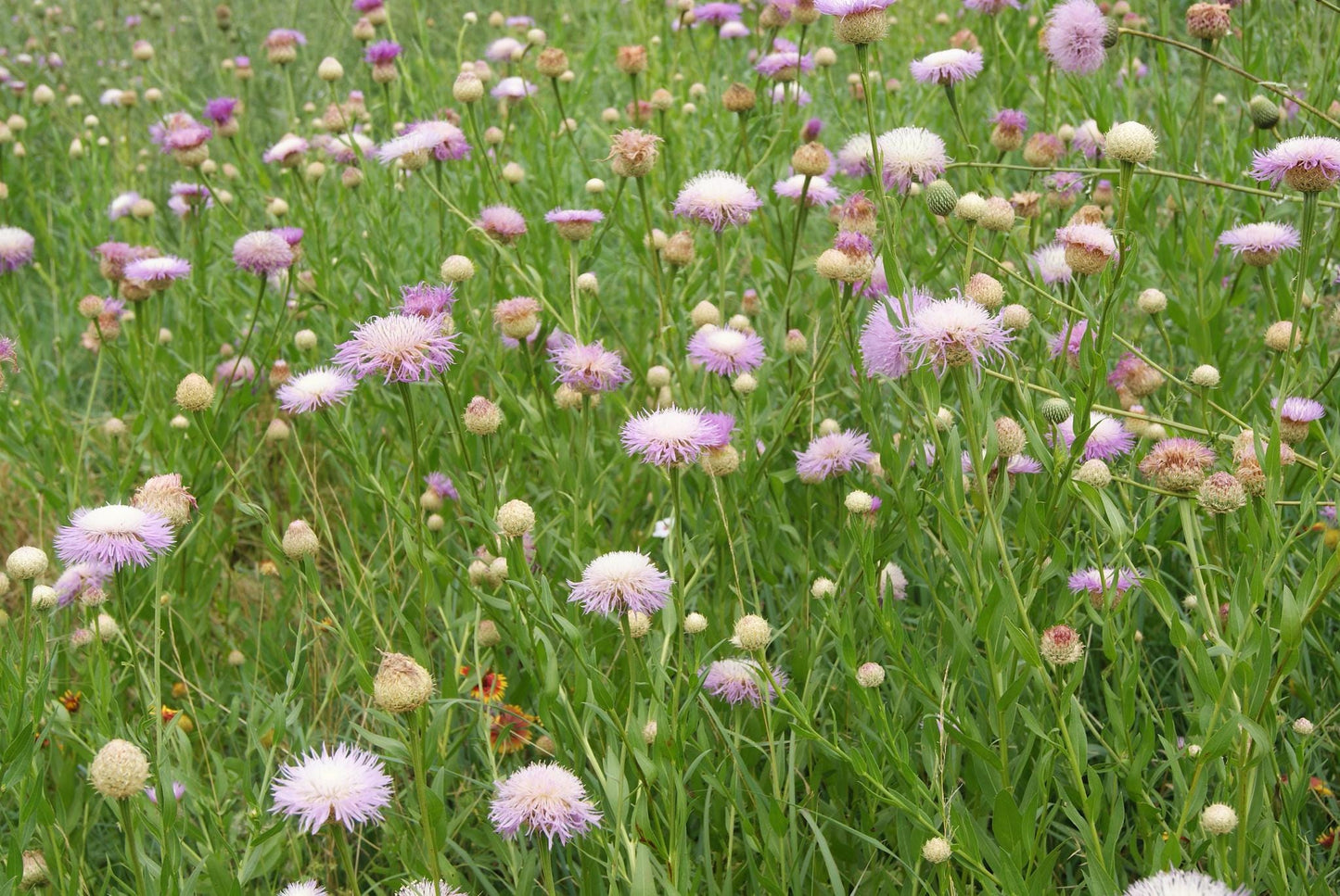 American Basketflower Native Seeds (Plectocephalus americanus) Drought Tolerant