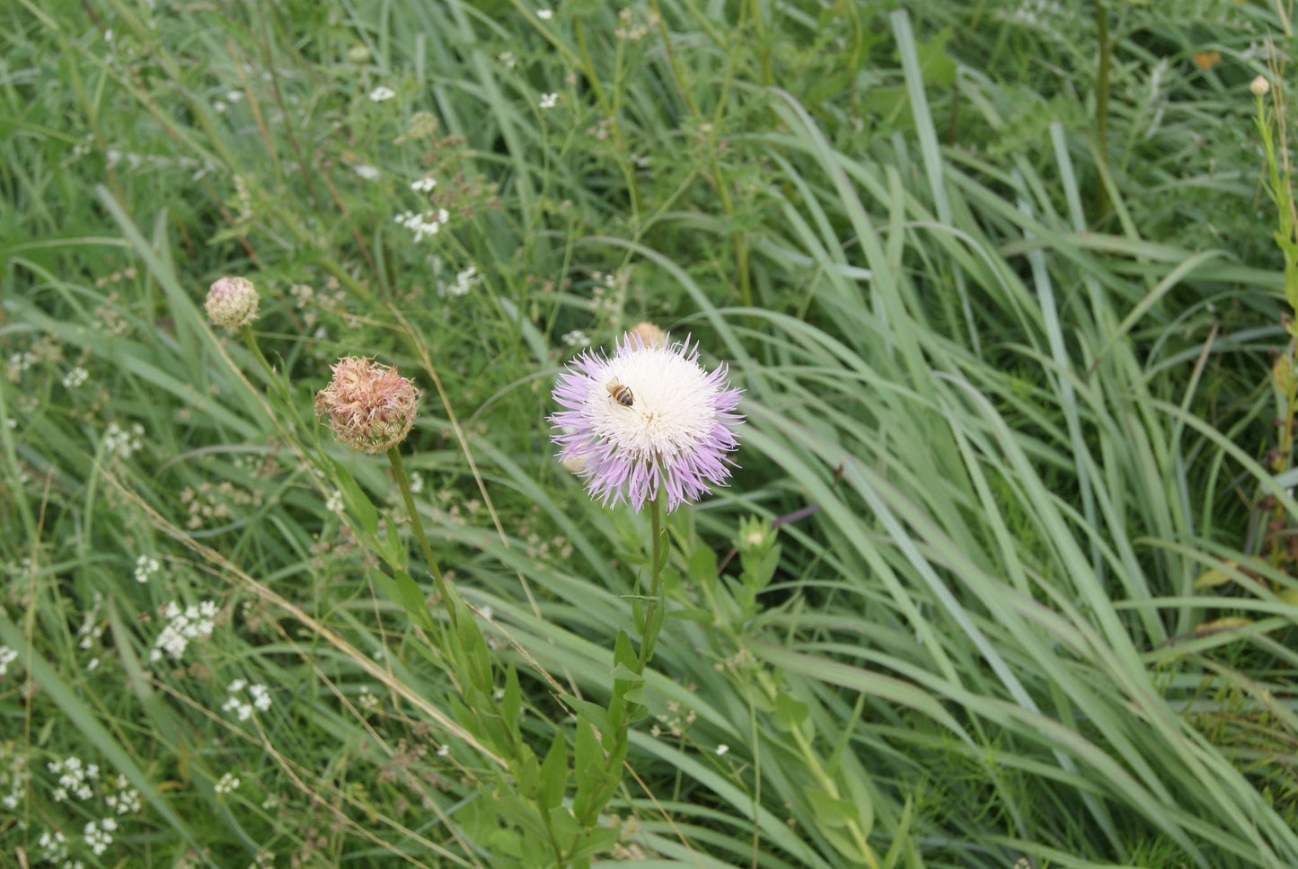 American Basketflower Native Seeds (Plectocephalus americanus) Drought Tolerant