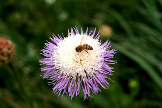 A close-up of a purple and white American basketflower (Plectocephalus americanus) flower with a small bee resting on it, set against a blurred green natural background.