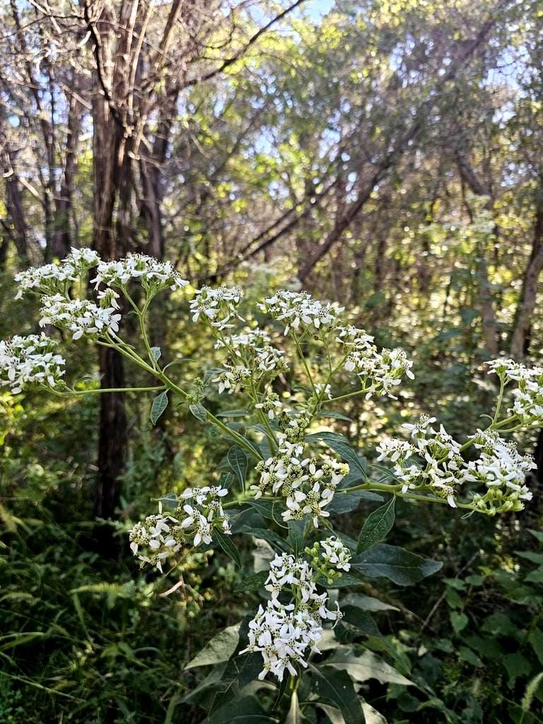 Frostweed plant in a woodland setting. Verbesina virginica
