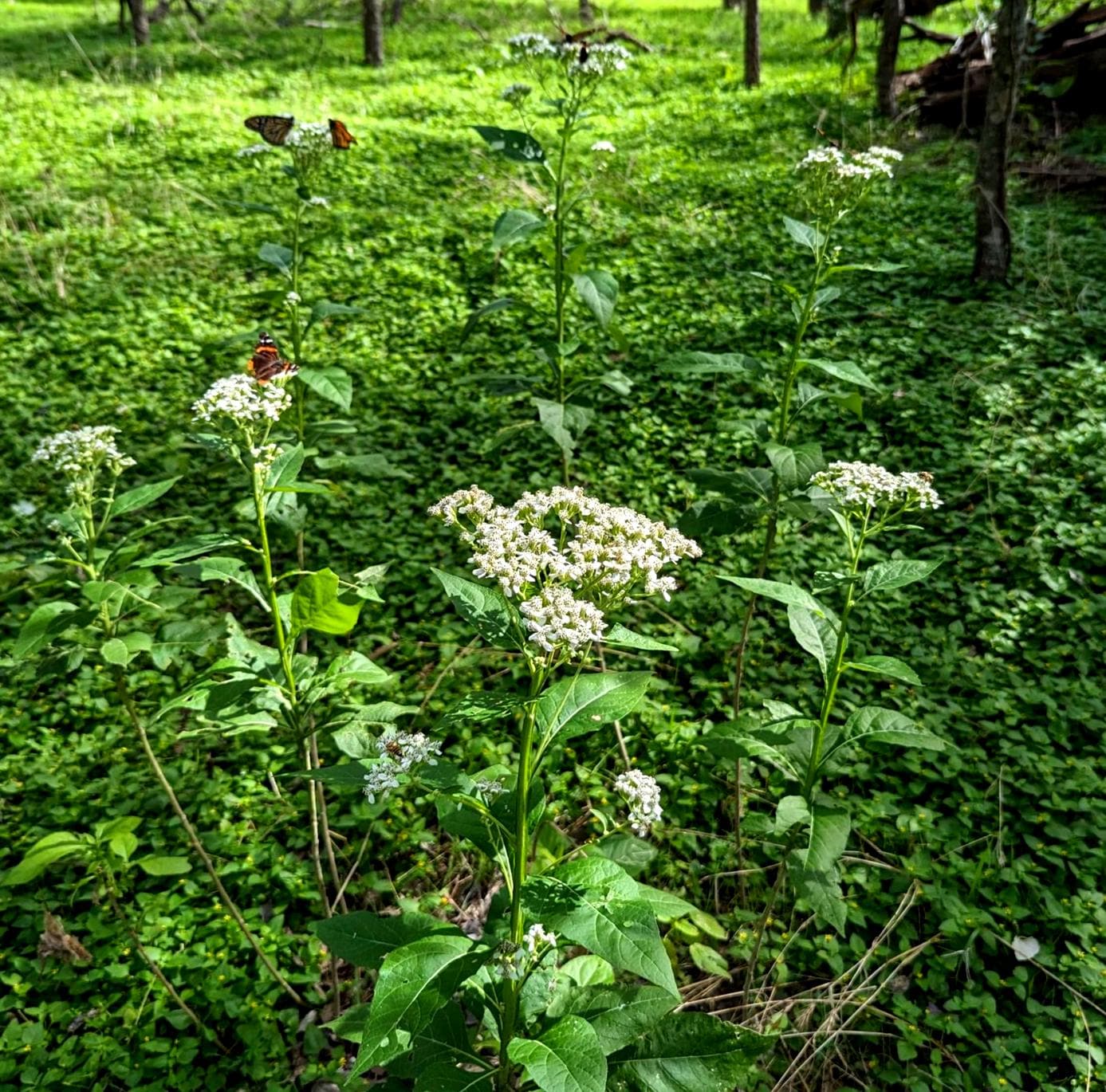 Frostweed in a sahded woodland covered in butterflies
