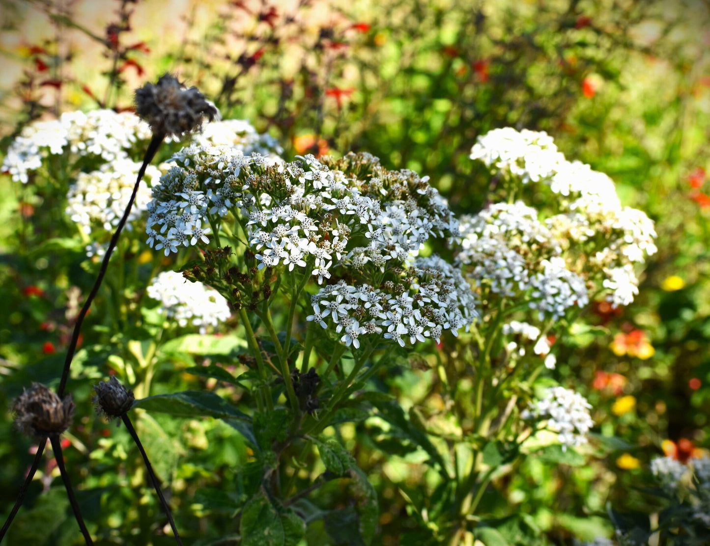 Frostweed flowers in part shade garden, dappled shade