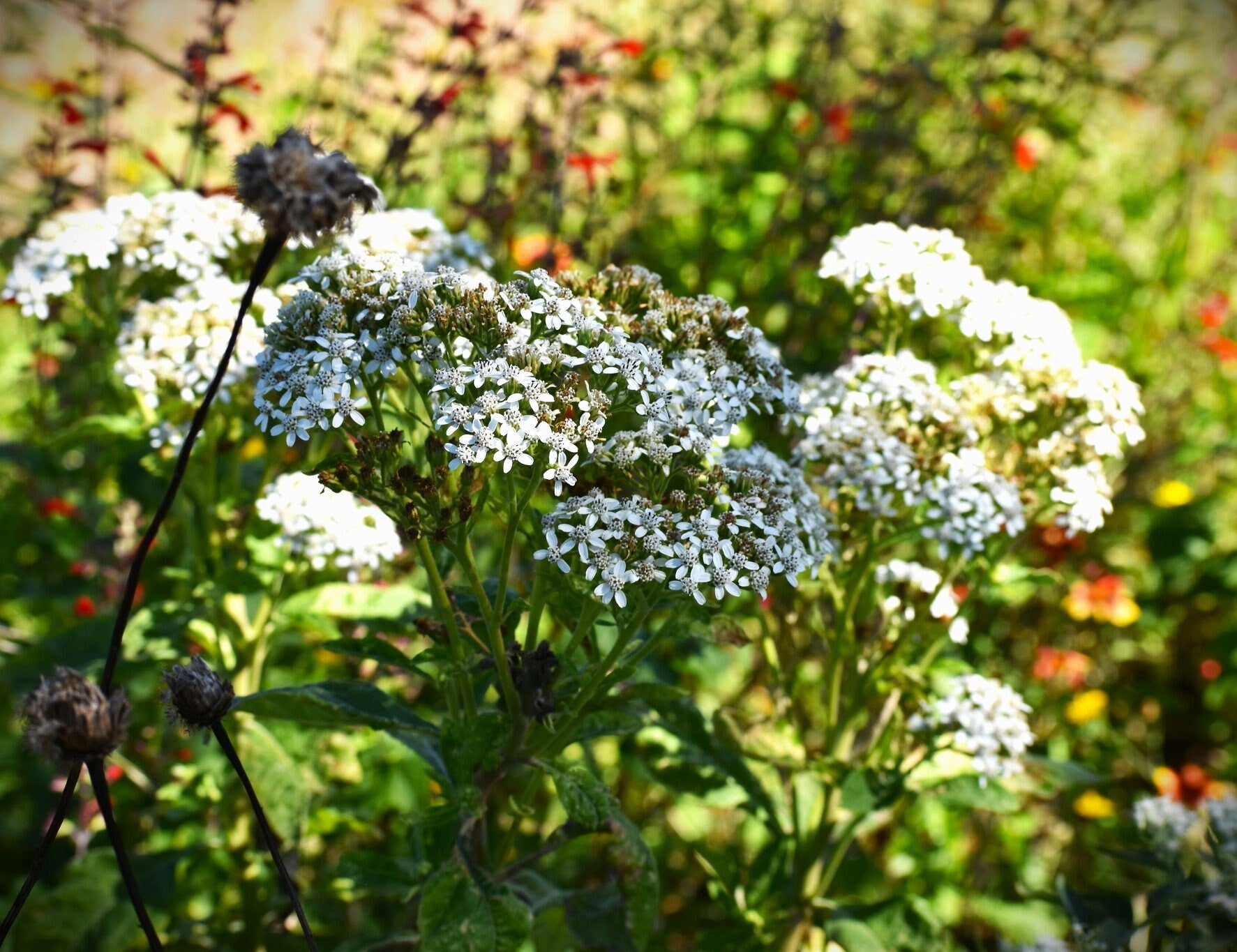 Frostweed flowers in part shade garden, dappled shade