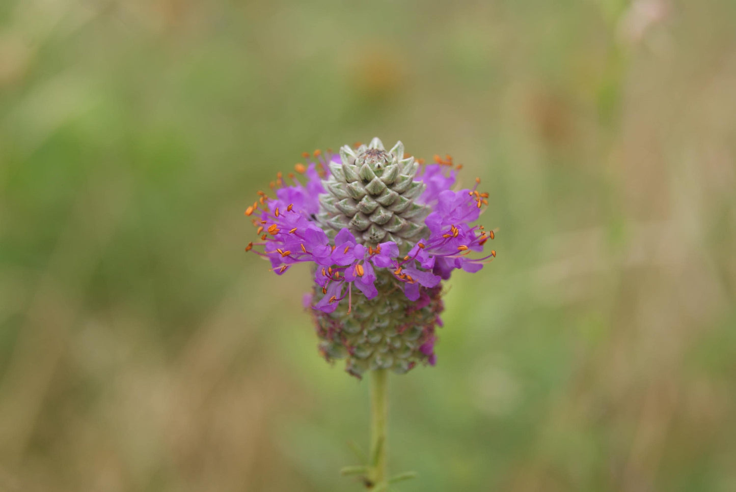 Compact Prairie Clover Seeds (Dalea compacta)