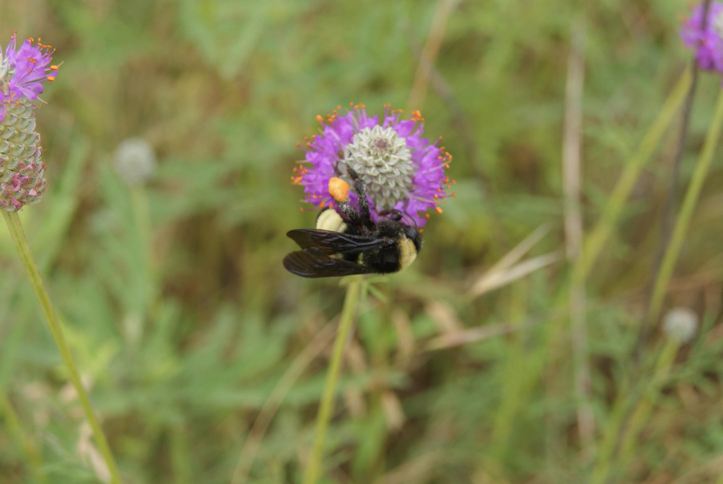Compact Prairie Clover Seeds (Dalea compacta)