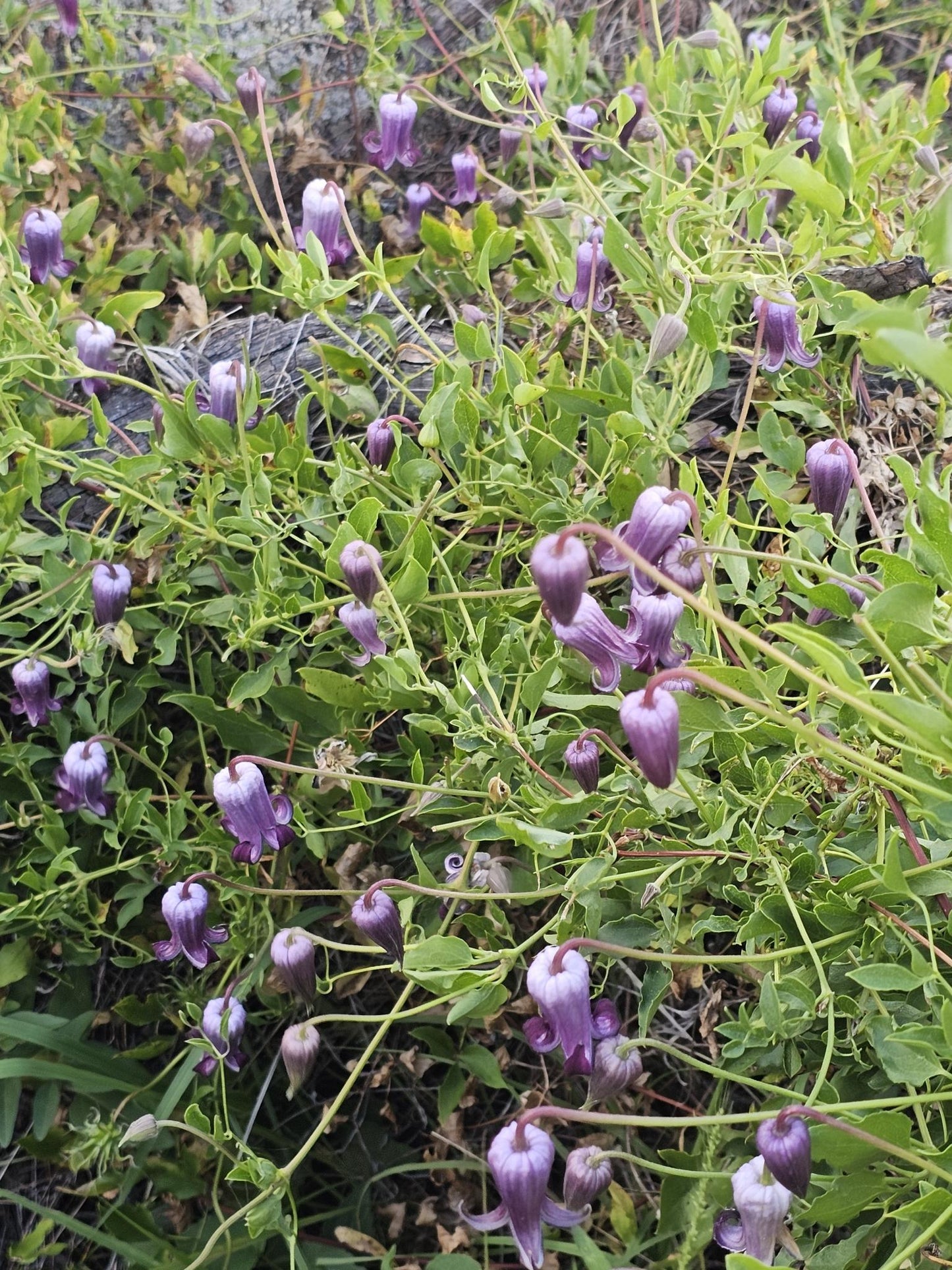 Purple Leatherflower Rare Seeds (Clematis pitcheri)