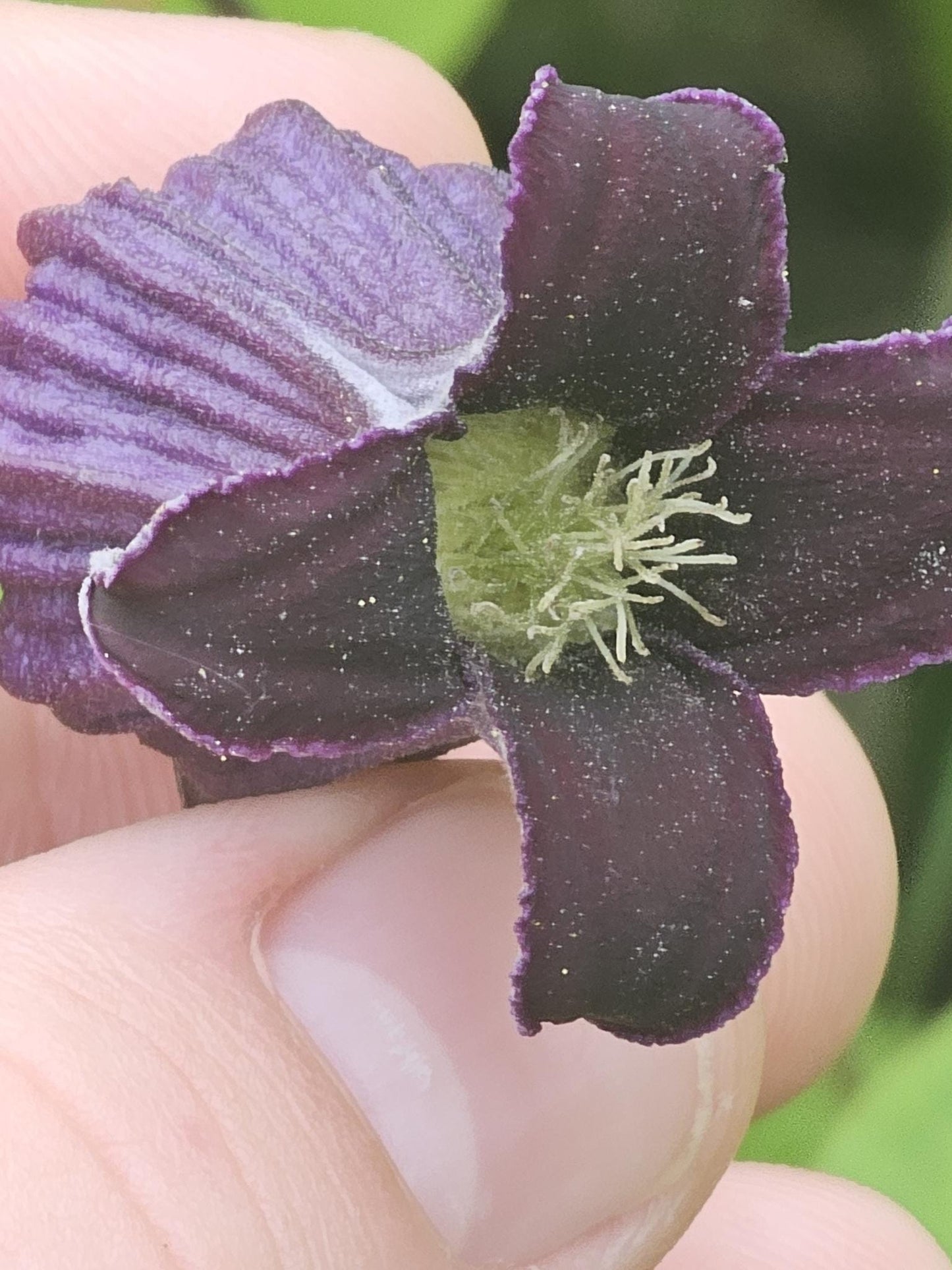 Purple Leatherflower Rare Seeds (Clematis pitcheri)