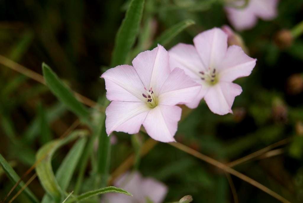 Texas Bindweed Native Morning Glory Seeds (Convolvulus equitans)