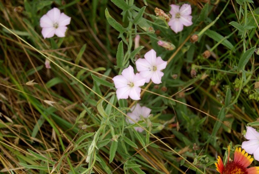 Texas Bindweed Native Morning Glory Seeds (Convolvulus equitans)
