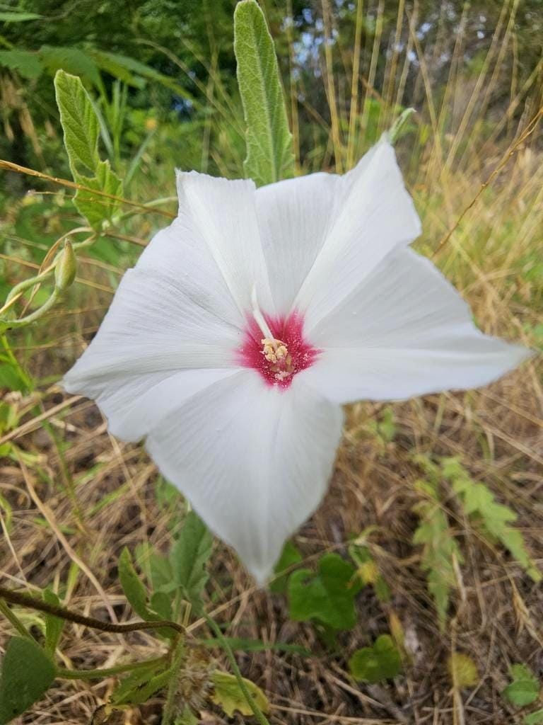 Texas Bindweed Native Morning Glory Seeds (Convolvulus equitans)