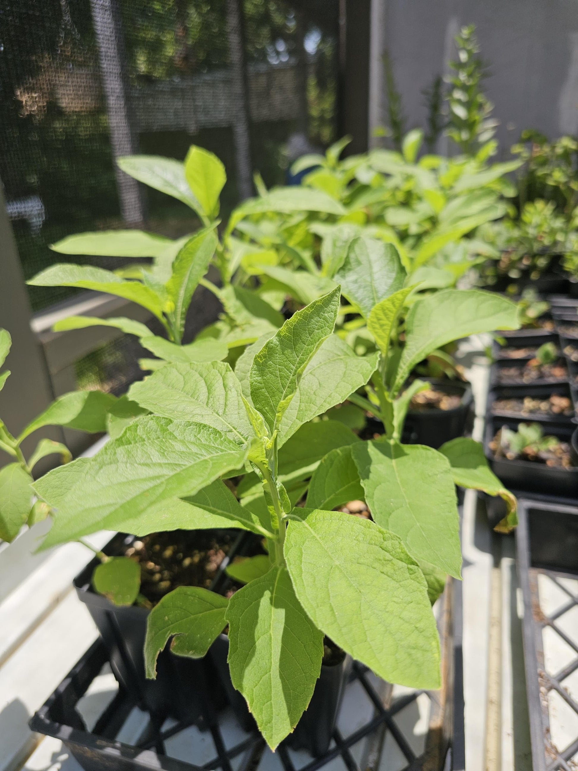 Frostweed live plants in native plant nursery. Verbesina virginica