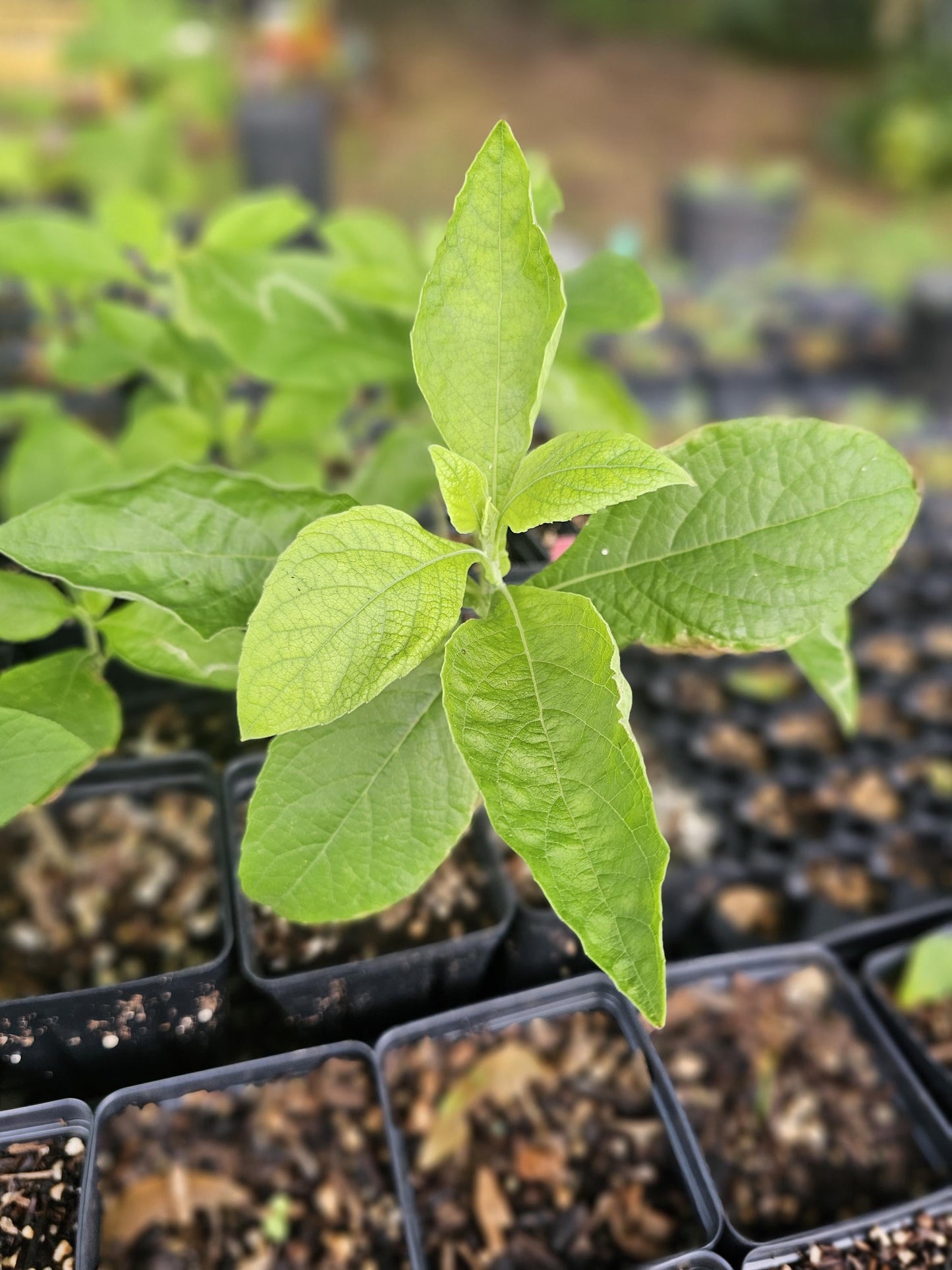 Frostweed live plants in native plant nursery. Verbesina virginica