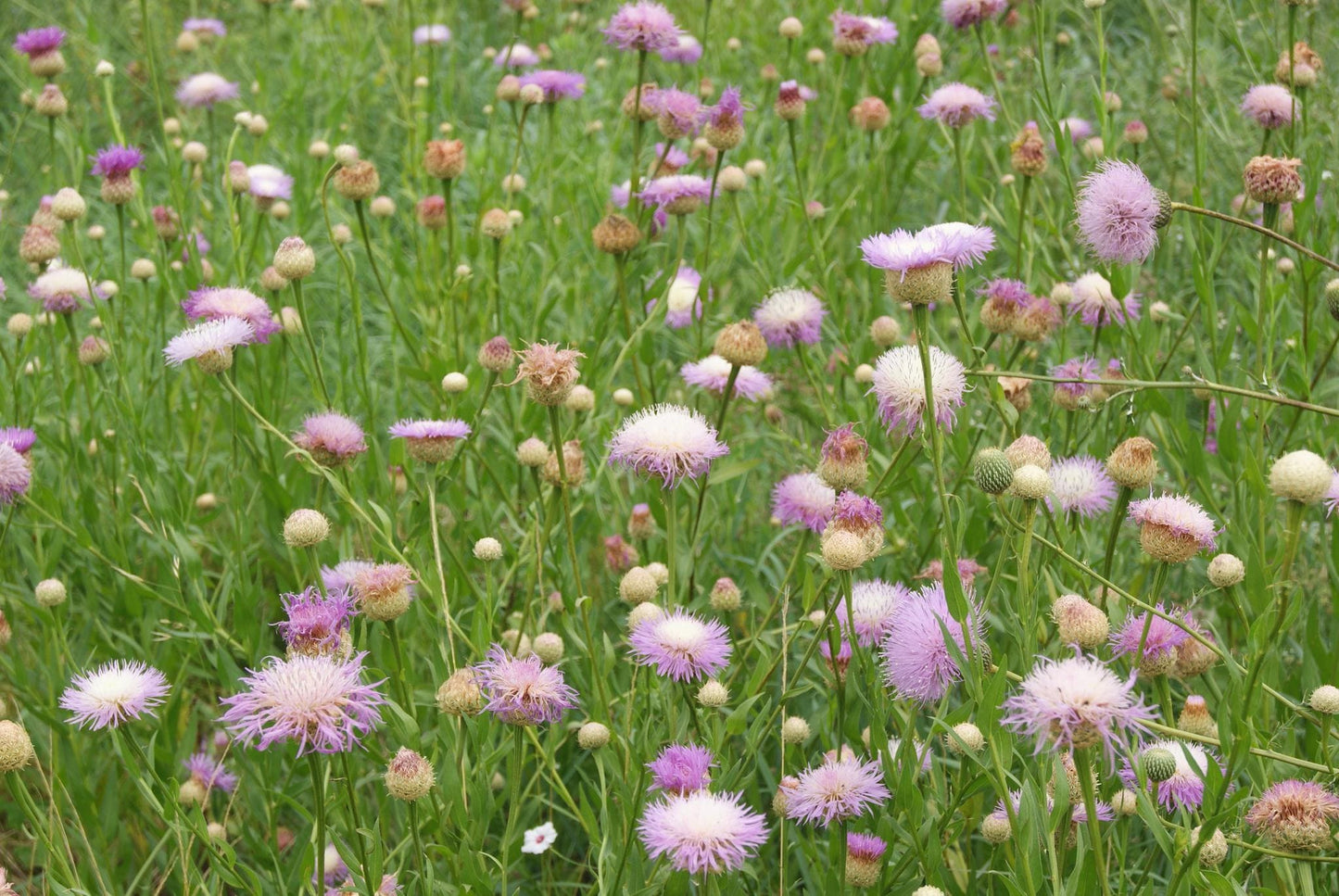 American Basketflower Native Seeds (Plectocephalus americanus) Drought Tolerant