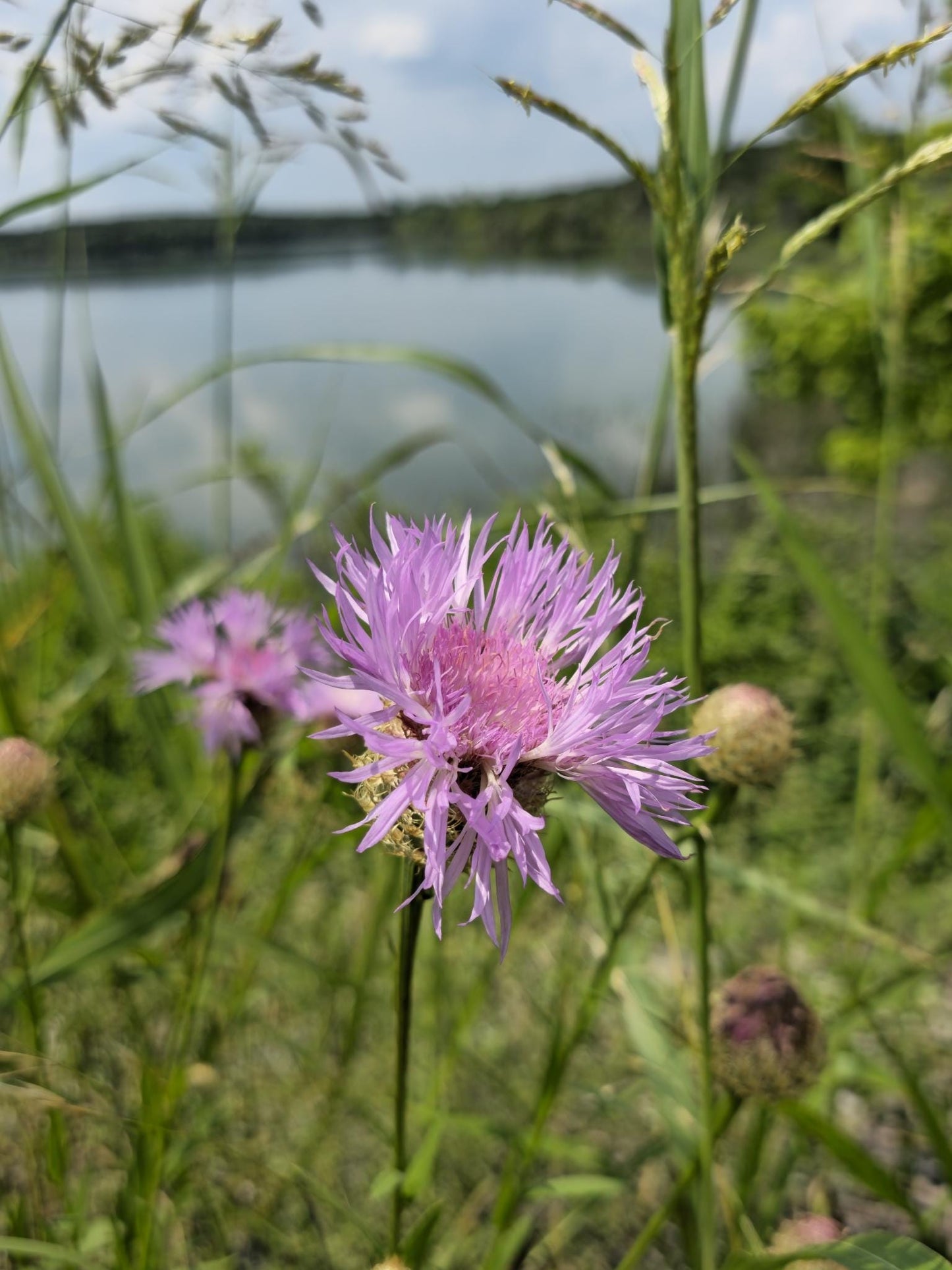 American Basketflower Native Seeds (Plectocephalus americanus) Drought Tolerant