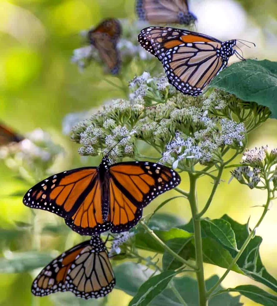 Monarch butterfly on Frostweed plant