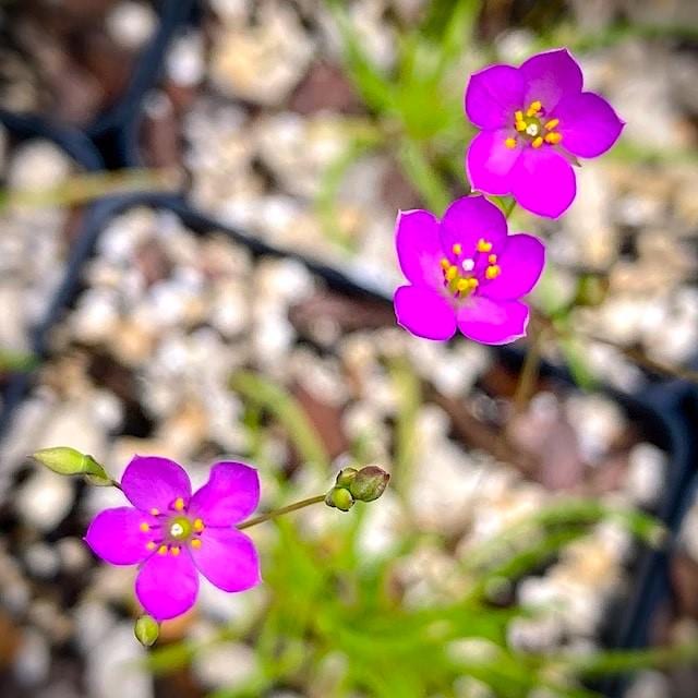 Three bright magenta-purple Dwarf fame flower (Phemeranthus parviflorus) flowers with yellow centers and green stems growing among small white pebbles in a nursery setting.