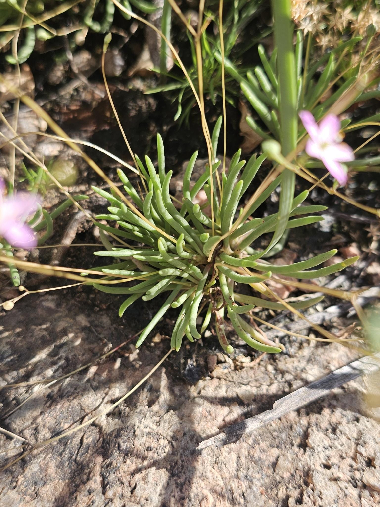 A close-up outdoor shot of a small green Dwarf fame flower (Phemeranthus parviflorus)  plant with slender leaves and a few small pink flowers growing in rocky soil.