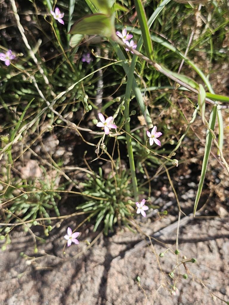 Small pale pink Dwarf fame flower (Phemeranthus parviflorus)  wildflowers with thin stems growing among green grass and dry leaf litter on a rocky ground.